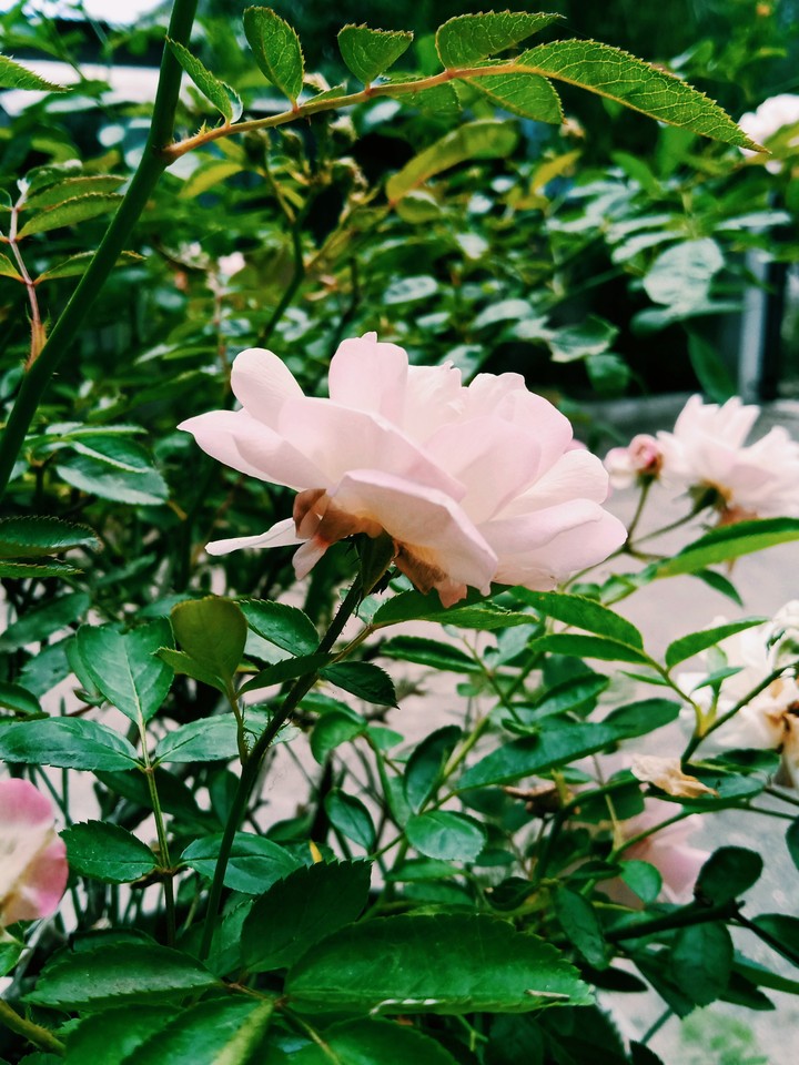 rose ?