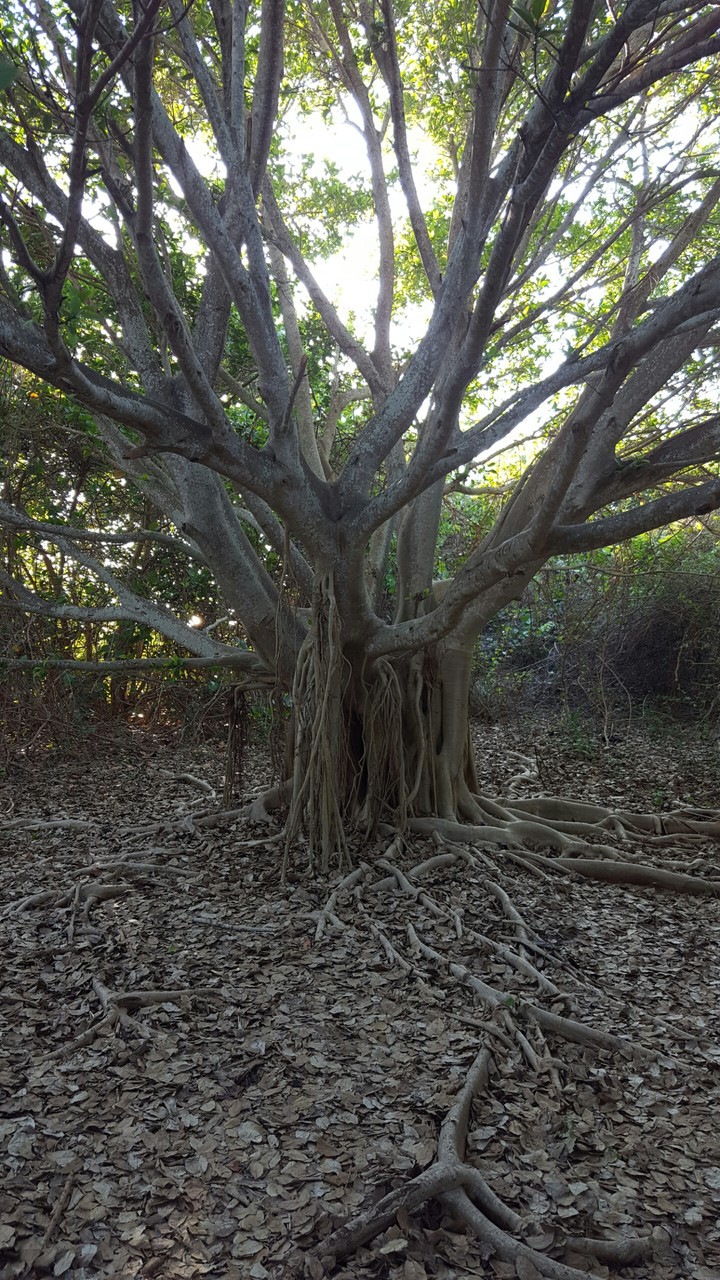 Ancient Tree