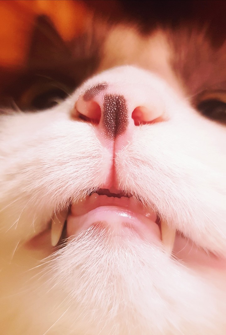 The nose