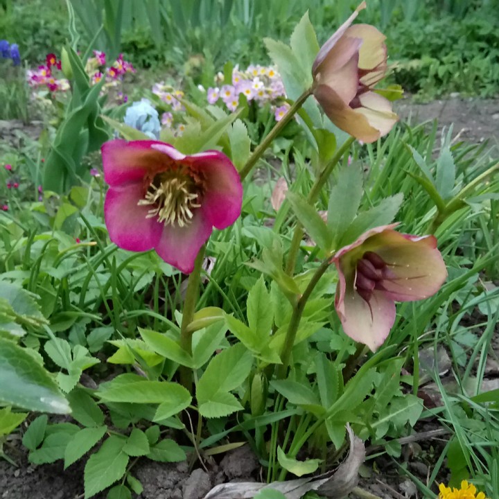 spring flowers