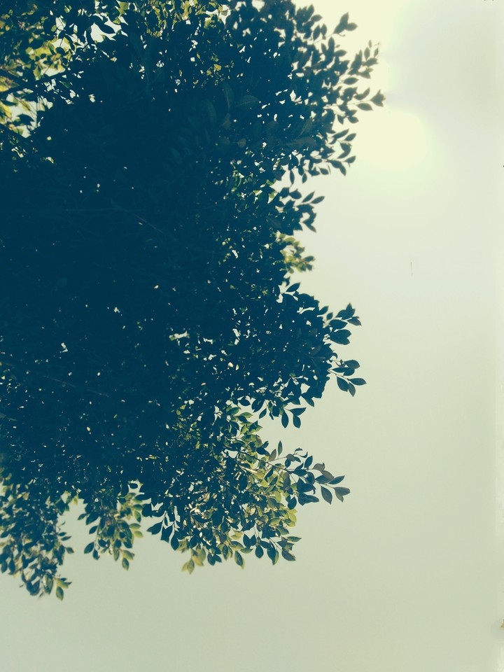 Leaves 2
