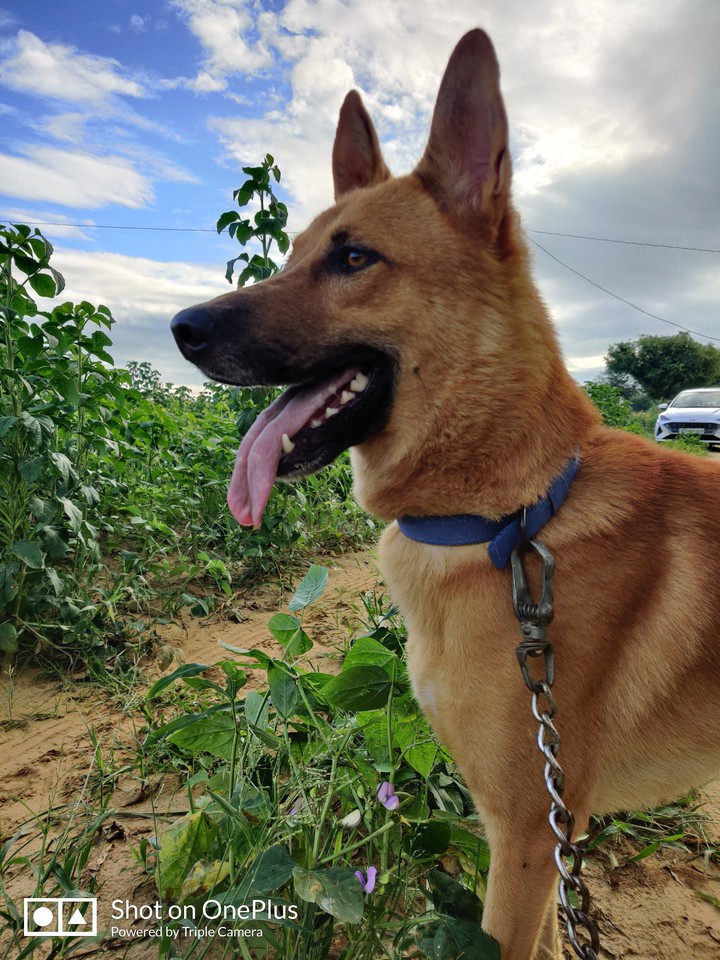 dog