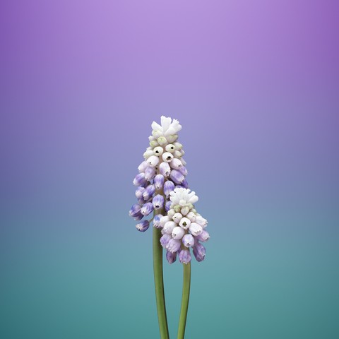 iphone 8_2