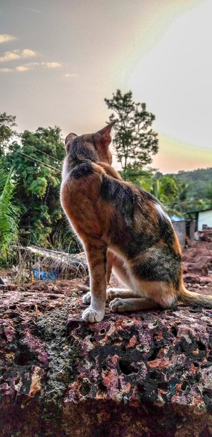 cat