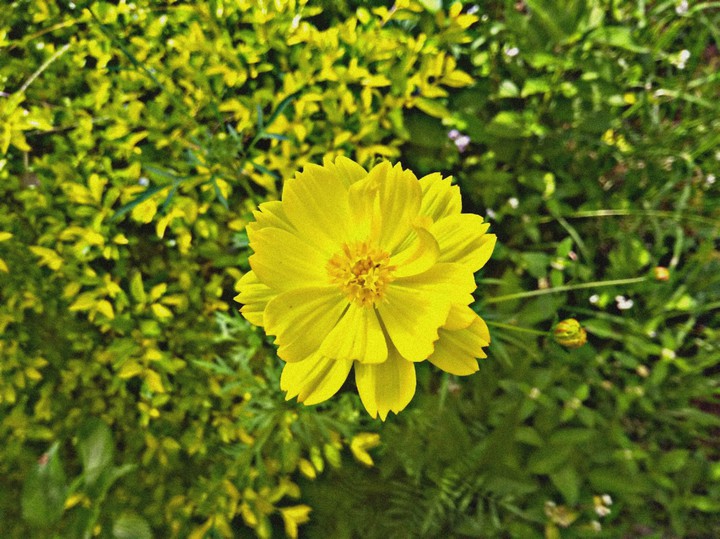yellow flower
