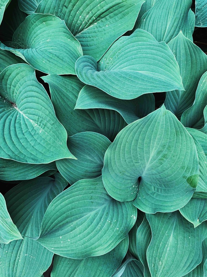 flora
