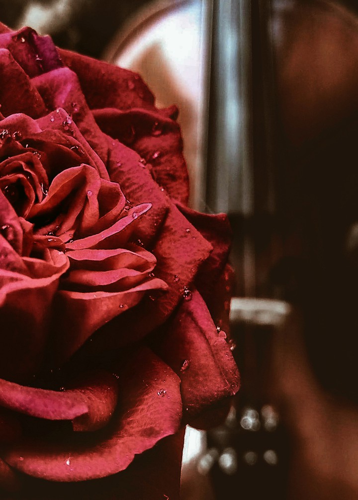 rose violin