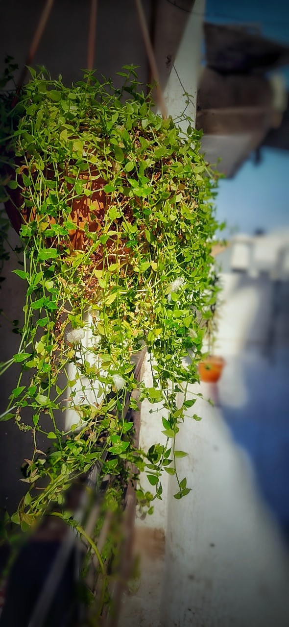 plant, turtle vine