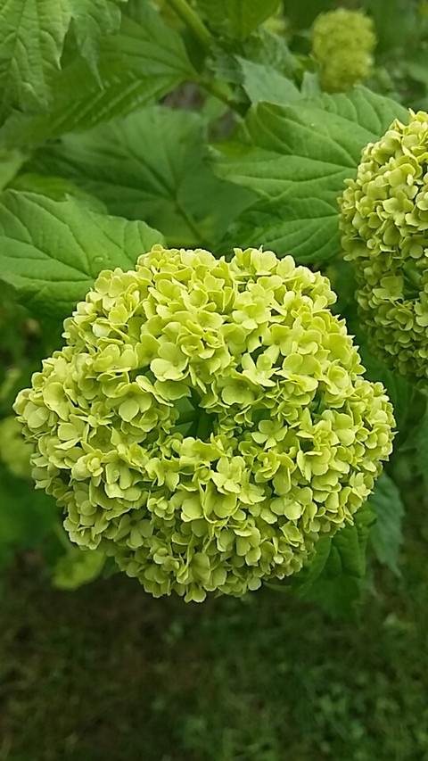 Green flower 2