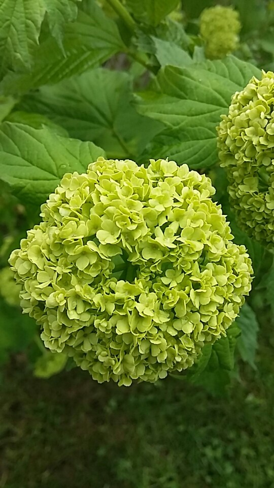 Green flower 2