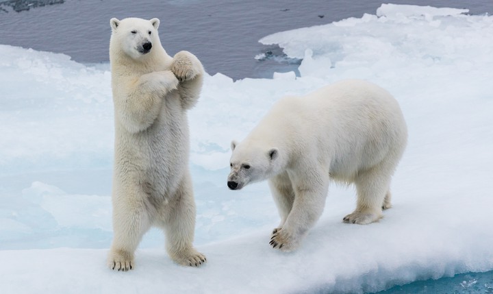 Bears