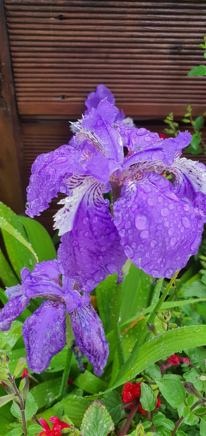 Iris