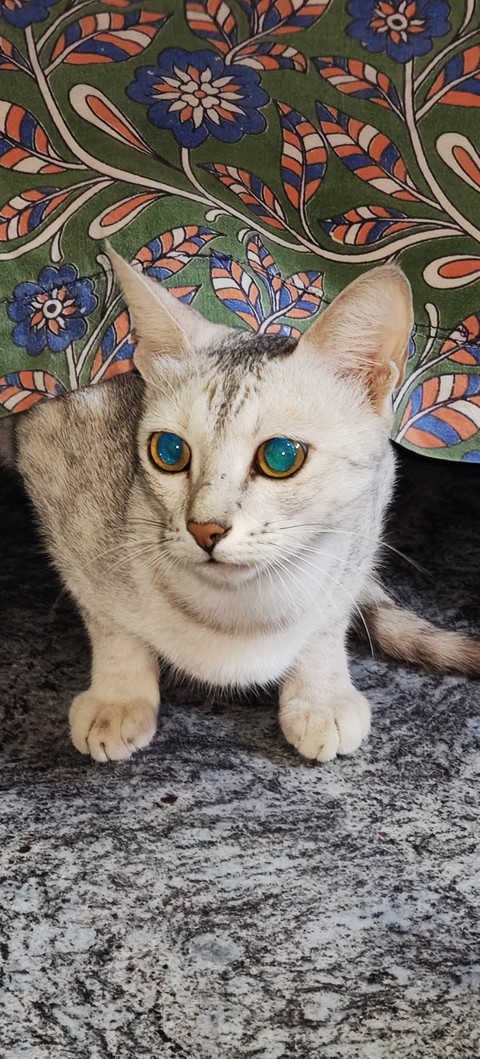 felinae, snout wallpapers