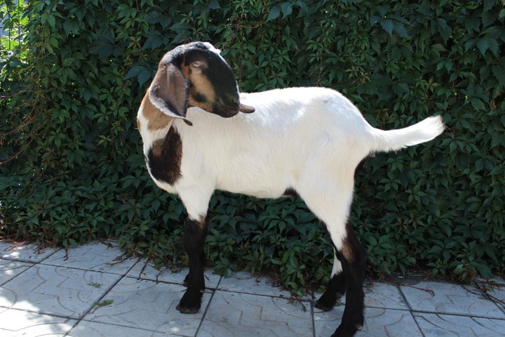 нубийка