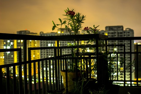 flower in terrace night view