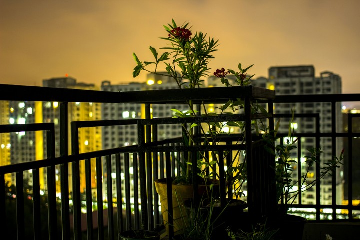 flower in terrace night view