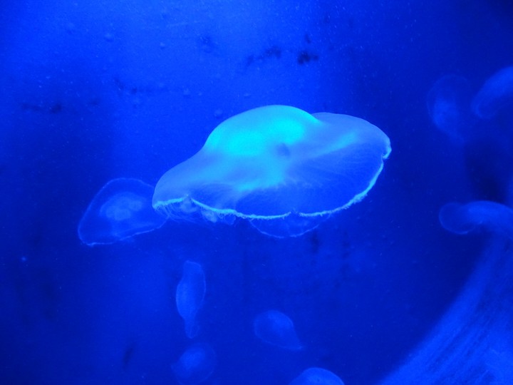 jellyfish