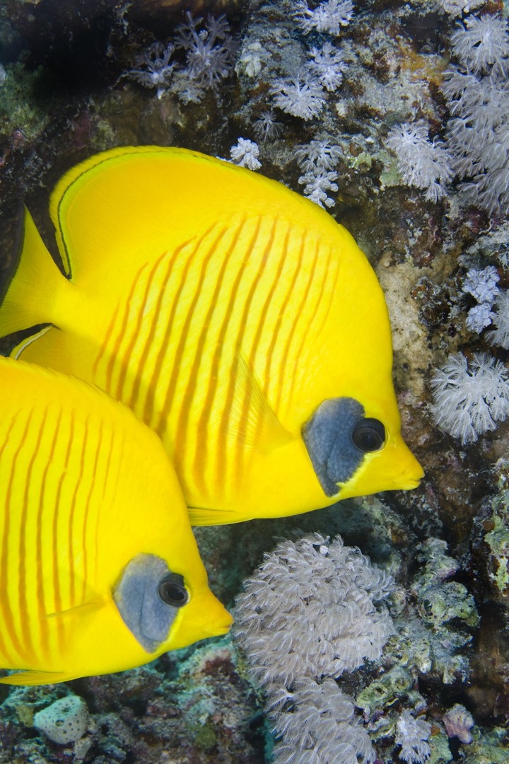 Yellow Fishes