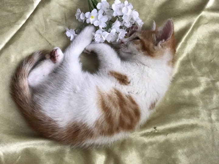 Милота