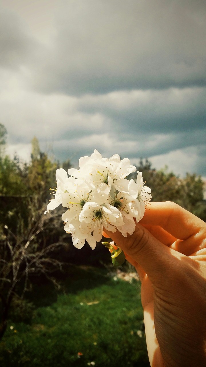 flowers