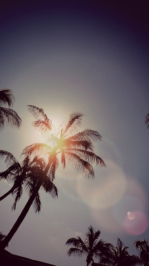 Canary Islands Fuerteventura | Drago park