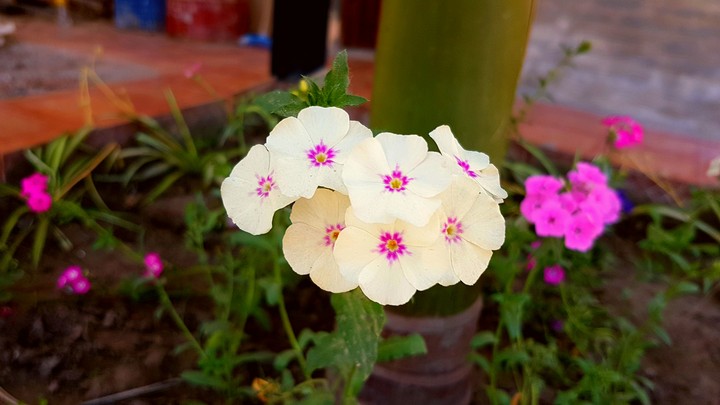 flower