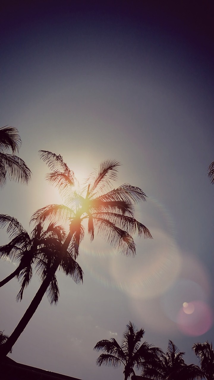 Canary Islands Fuerteventura | Drago park