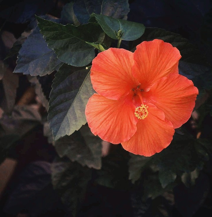 Amapola Flower
