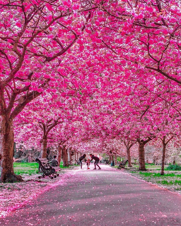 Cherry blossom