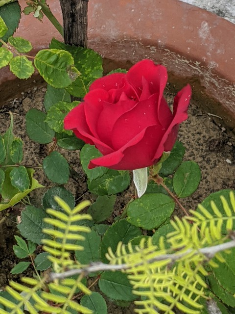 red rose