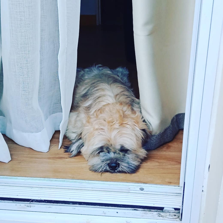 qt dog