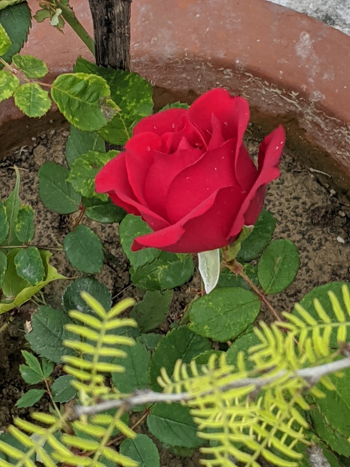 red rose