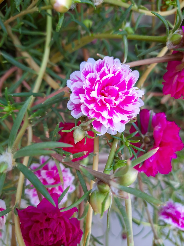 Bloom