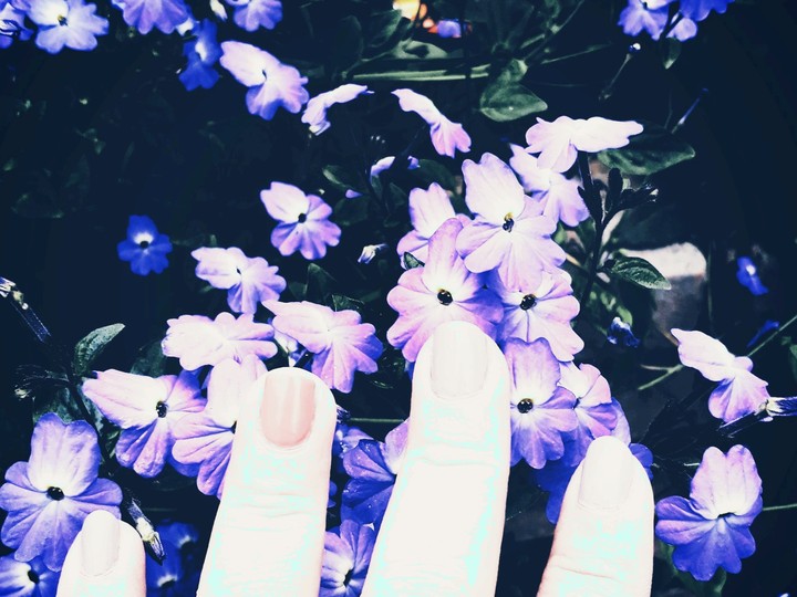 flower