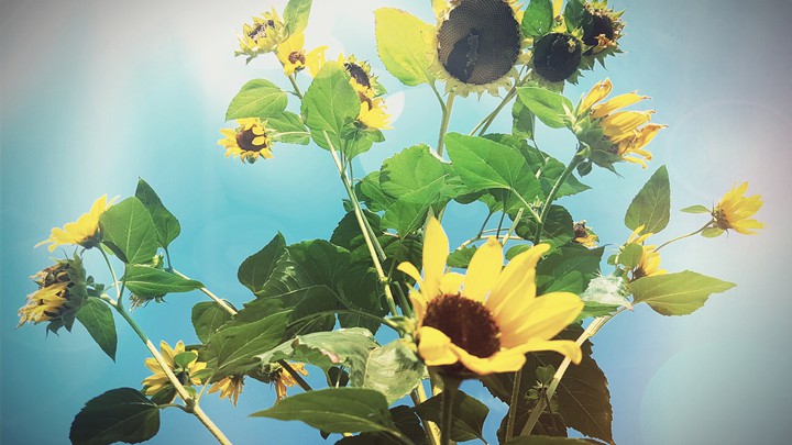 Sonnenblumen