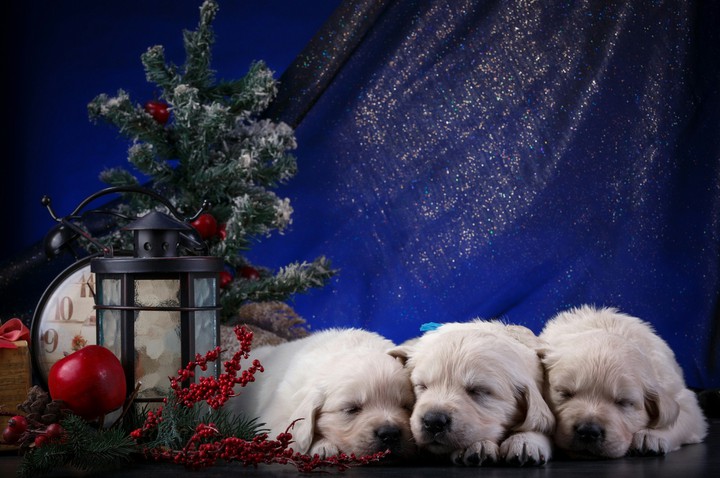 natale