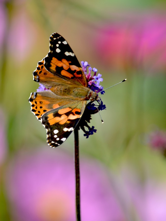 butterfly