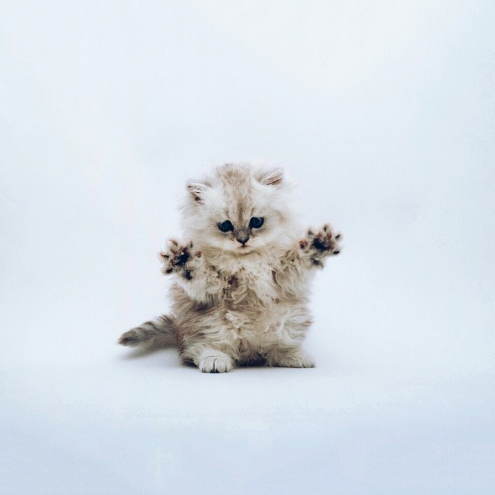 Kleine Katze
