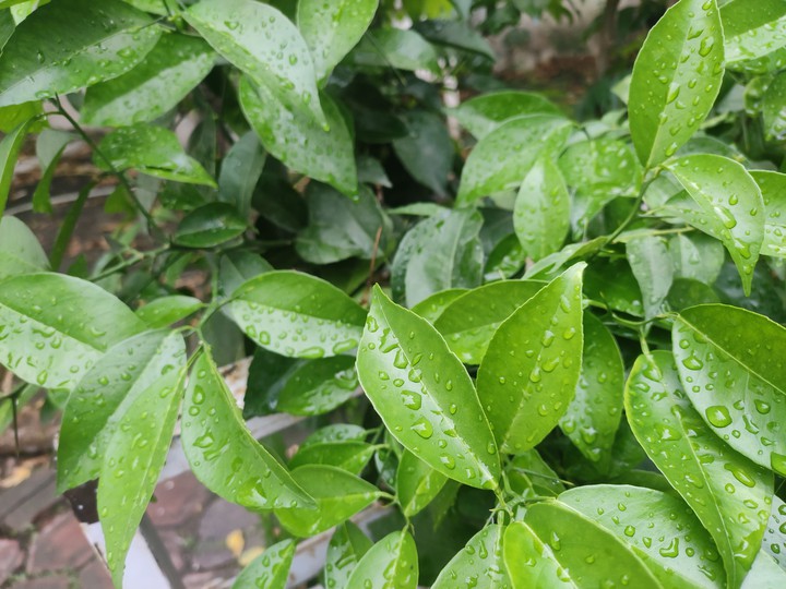 Plant after rain
