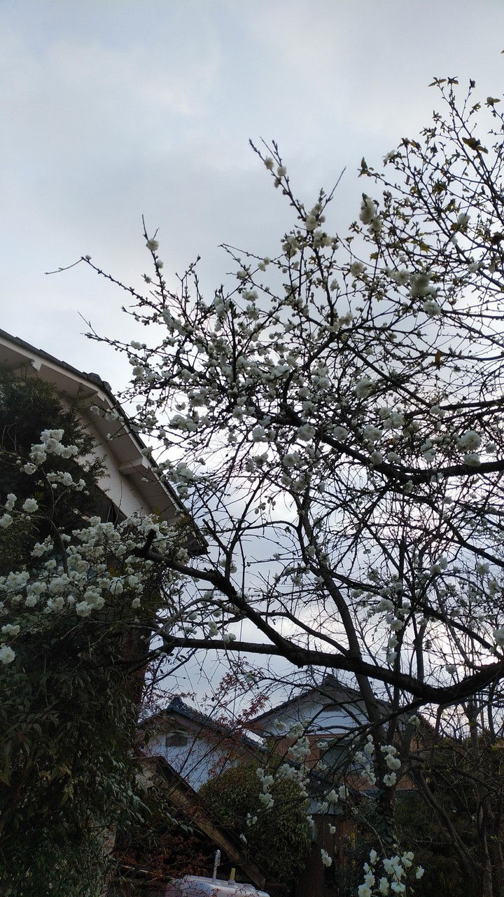 Cherry Blossoms