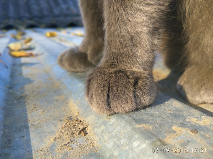cat