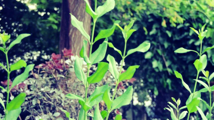 flower
