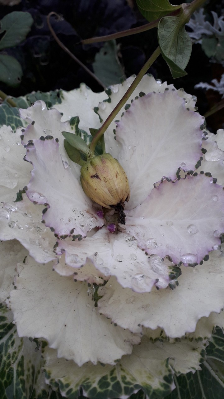 Flower cabbage