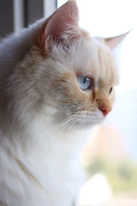 cat