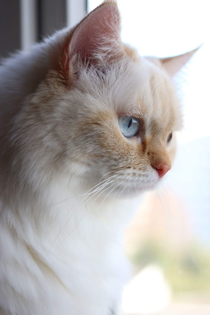cat