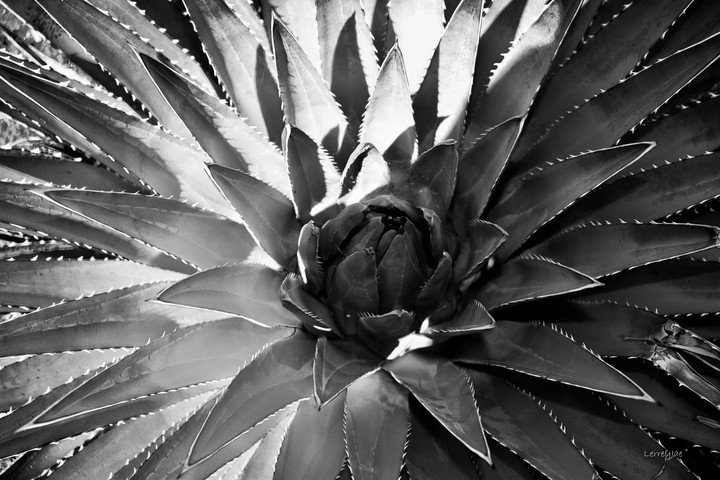 agave
