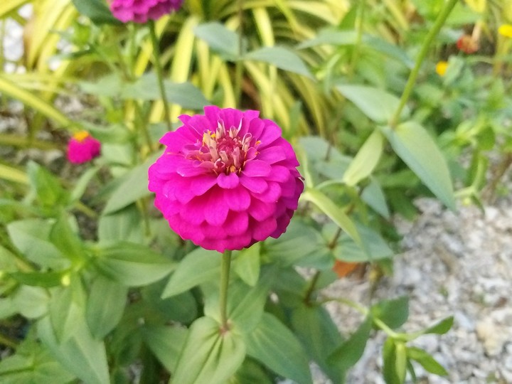 bright pink