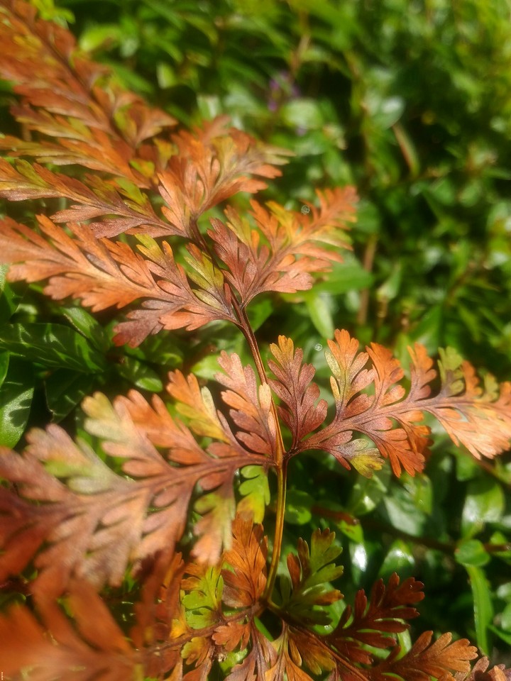 leaves