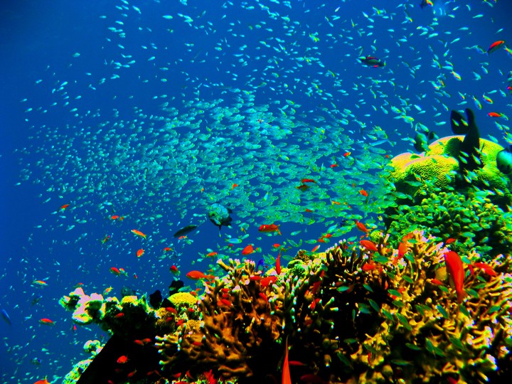 sea life