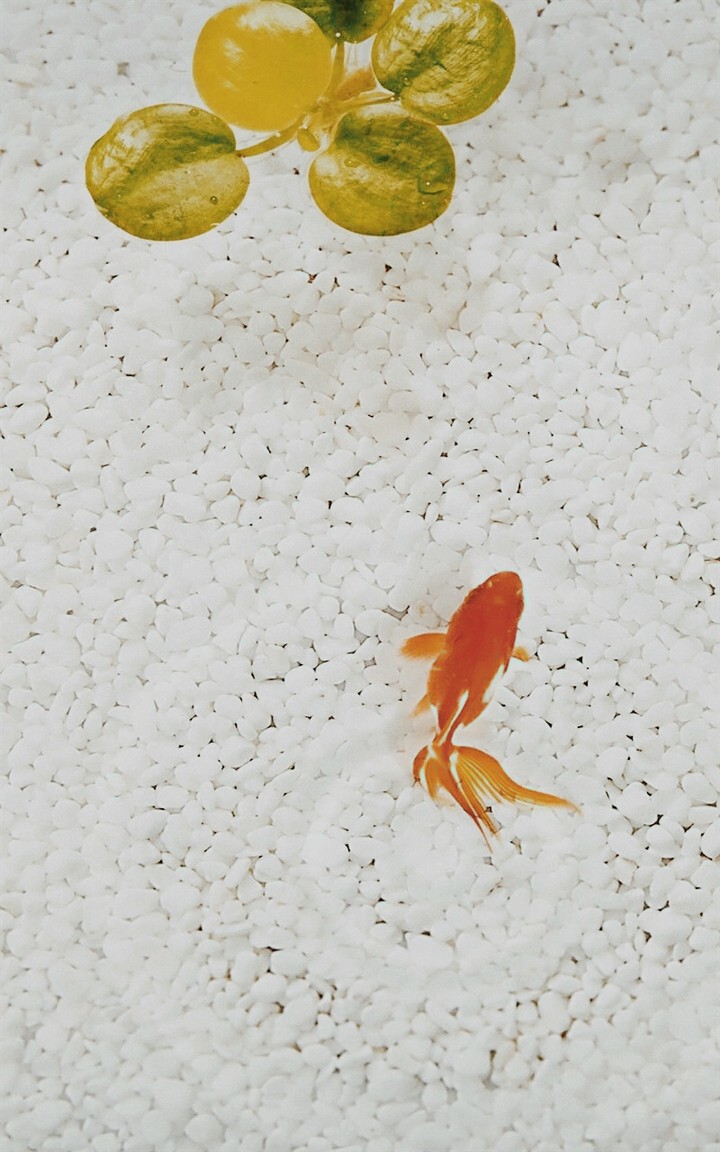 koi